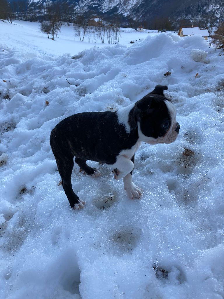 les chiens de florence Sybelle