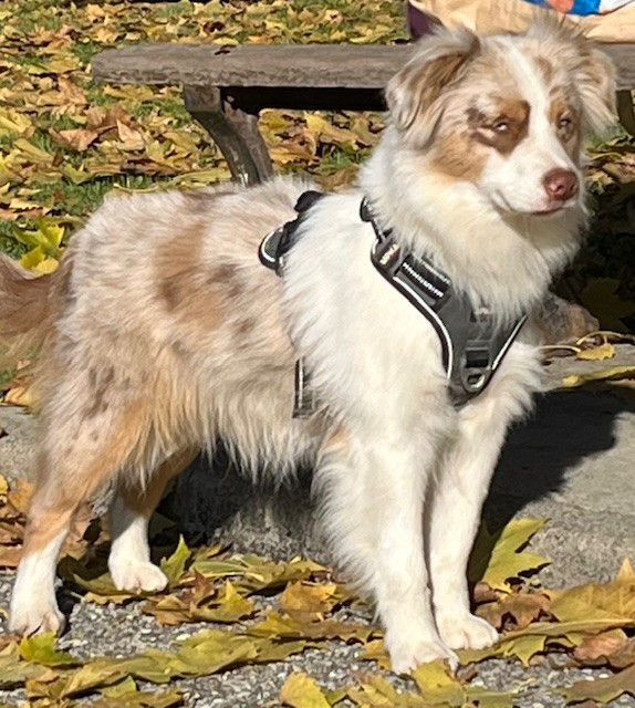 Ulla hoop Of American Madness