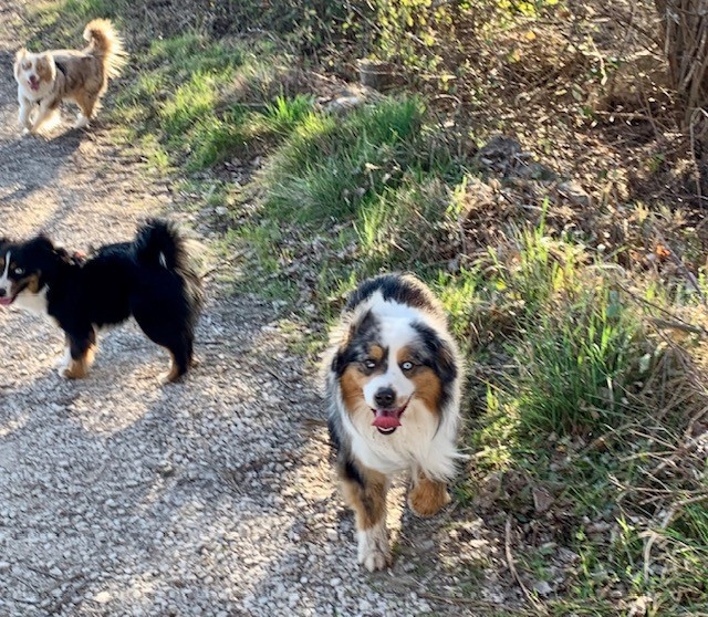 polar night Fanfare royale