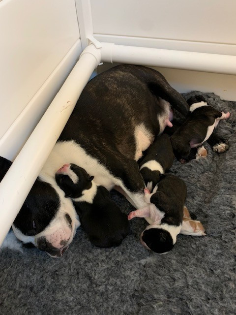 Du Désir De Trust - Boston Terrier - Portée née le 09/10/2025