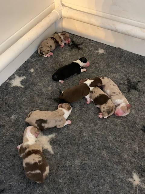 Chiot Berger Américain Miniature  Du Désir De Trust