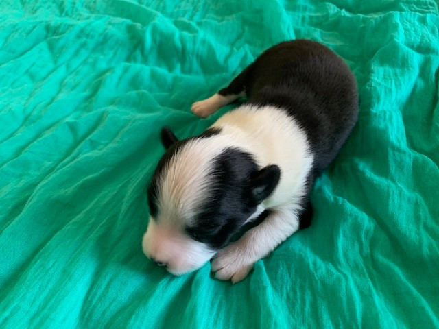 Du Désir De Trust - Chiots disponibles - Berger Américain Miniature 