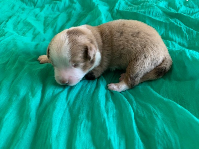Du Désir De Trust - Chiots disponibles - Berger Américain Miniature 