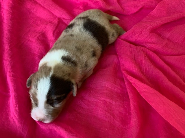 Du Désir De Trust - Chiots disponibles - Berger Américain Miniature 