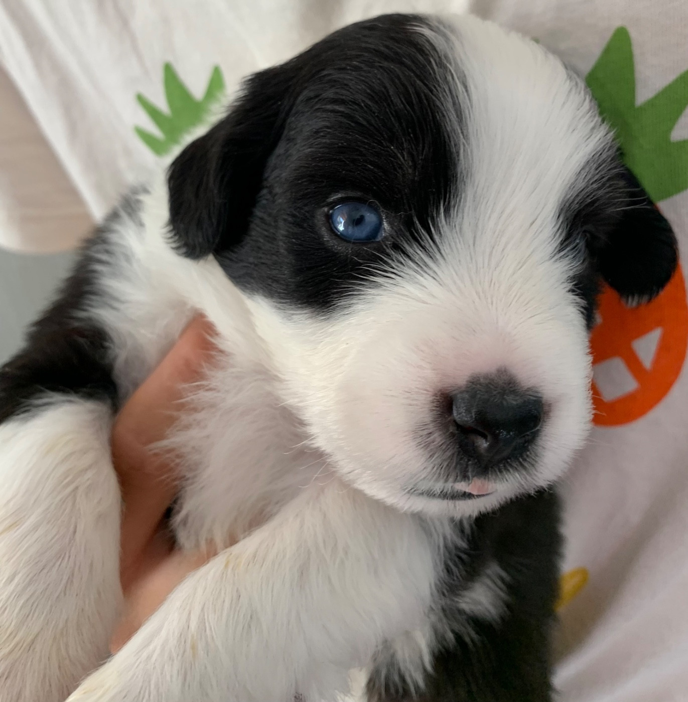 Du Désir De Trust - Chiots disponibles - Berger Américain Miniature 