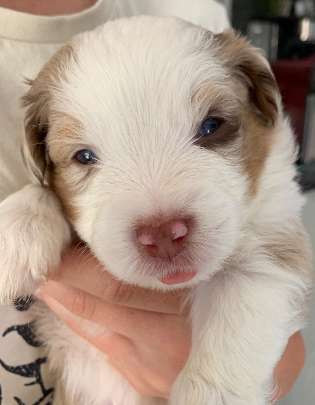 Du Désir De Trust - Chiots disponibles - Berger Américain Miniature 