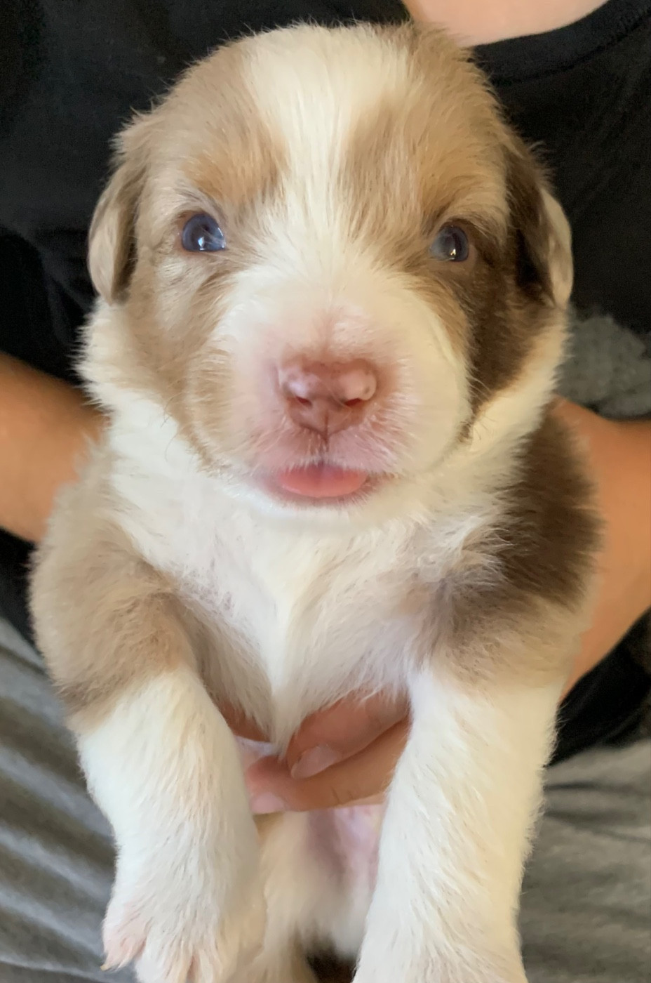 Du Désir De Trust - Chiots disponibles - Berger Américain Miniature 