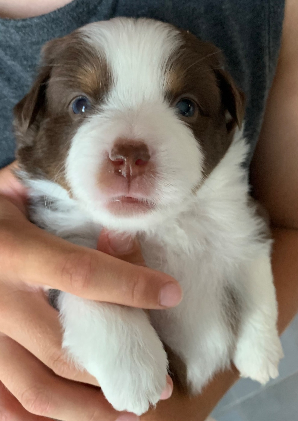 Du Désir De Trust - Chiots disponibles - Berger Américain Miniature 