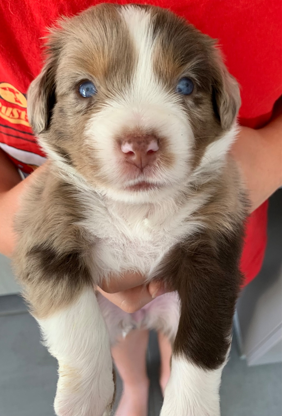 Du Désir De Trust - Chiots disponibles - Berger Américain Miniature 