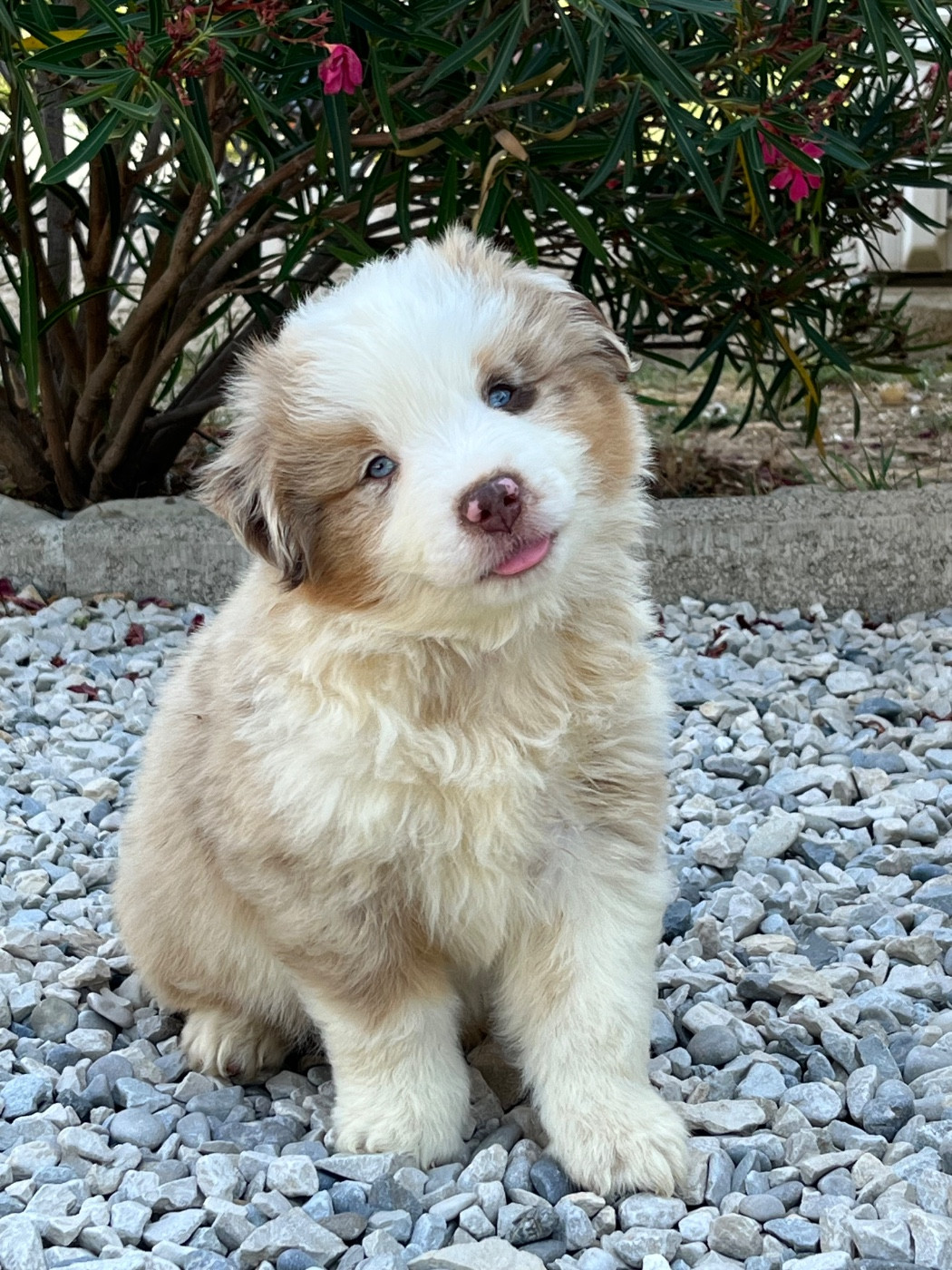 Du Désir De Trust - Chiots disponibles - Berger Américain Miniature 
