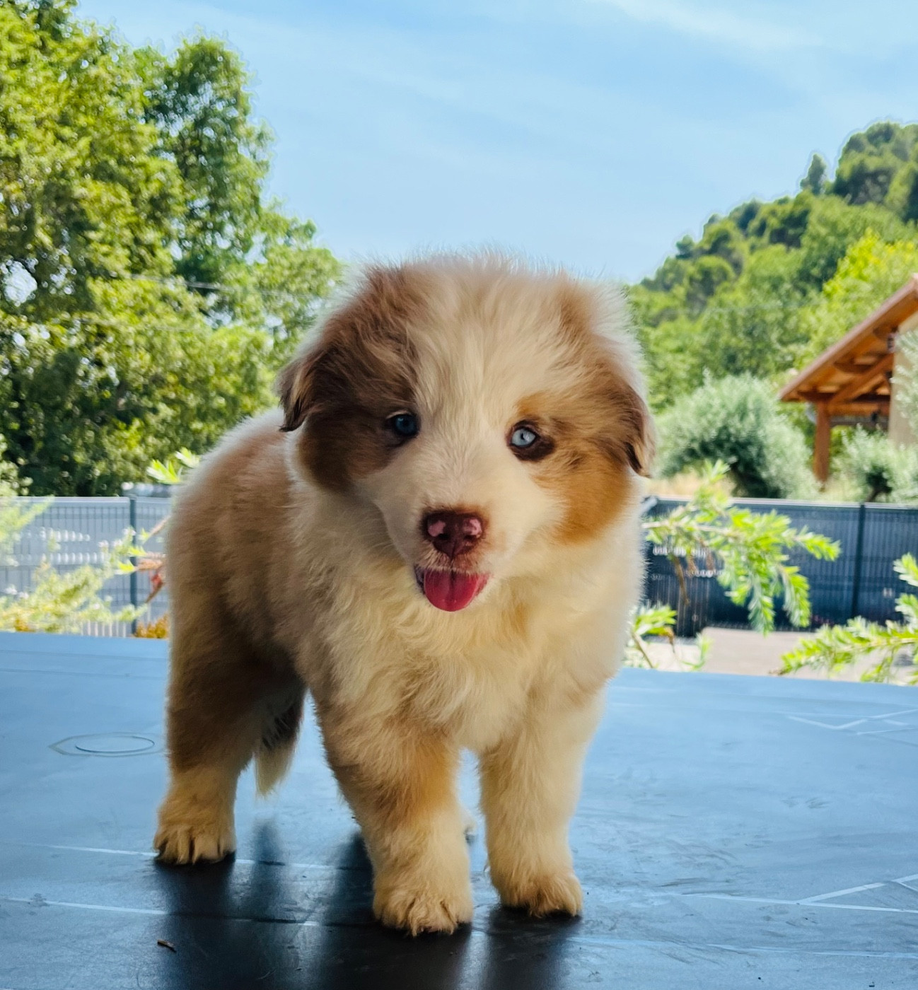 Du Désir De Trust - Chiots disponibles - Berger Américain Miniature 