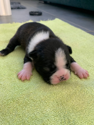 CHIOT 2