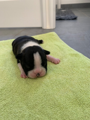 CHIOT 1