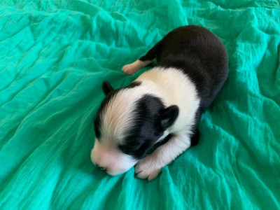 Chiot N°1