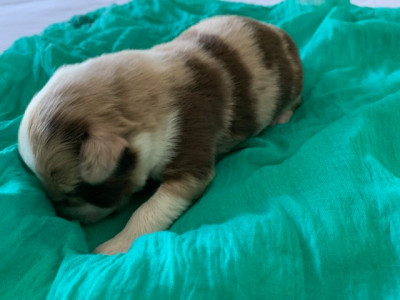 Chiot N°4