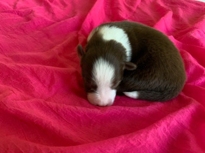Chiot N°5