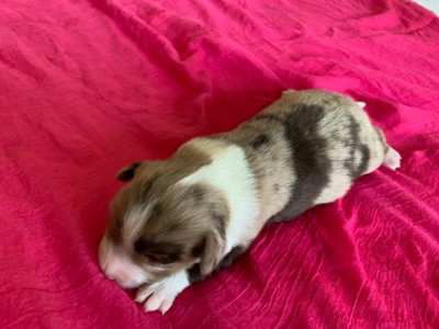 Chiot N°6