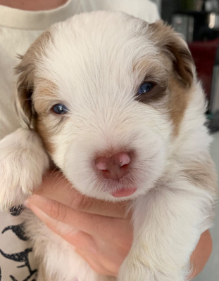 Chiot N°2