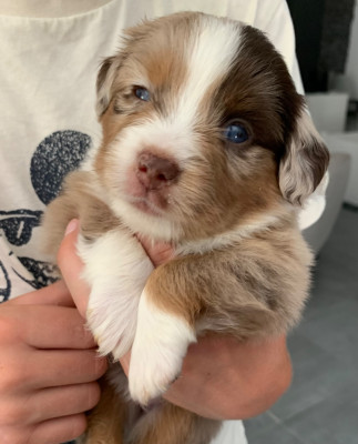 Chiot N°7