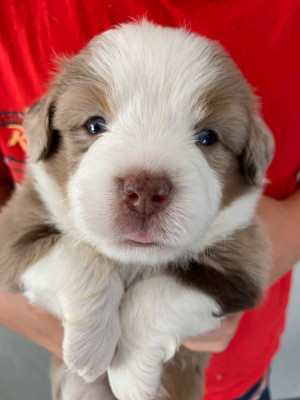 Chiot N°4