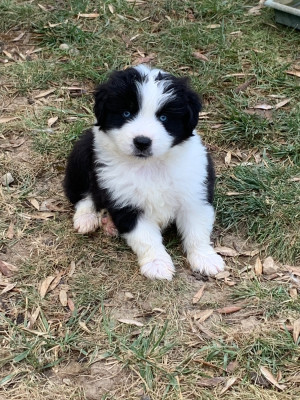 BANDIT